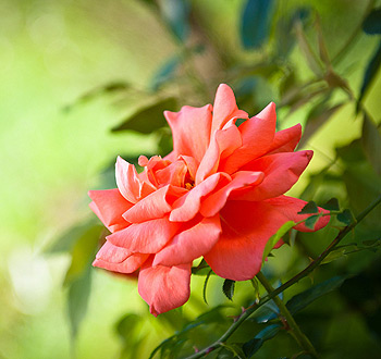 攻击网站的方法